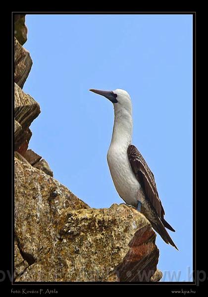 Ballestas Islands 032.jpg